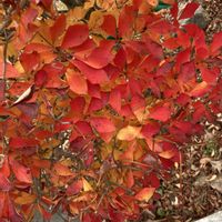 ドウダンツツジの画像