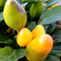 観賞用トウガラシ,初めての…,楽しみを有難う❗,ようこそわが家へ,感謝の気持ち♡の画像