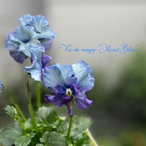 パンジー・ビオラ,パンジー フェデネージュ,ナチュラルガーデン,ジャンクガーデン,シェードガーデンの画像