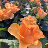 サザンカ,ストック,ルクリア,ミニバラ,チョコレートコスモスの画像