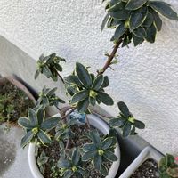 ジンチョウゲの画像