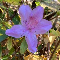 ツツジ,実家周辺,いいねをありがとうございます¨̮♡︎,一輪だけ咲いてたの画像