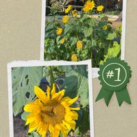 ヒマワリ,ヒマワリ,サツキ,サツキ,向日葵の画像