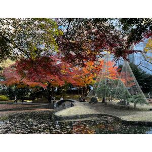 モミジ,日本庭園,庭園,東京,紅葉（こうよう）の画像