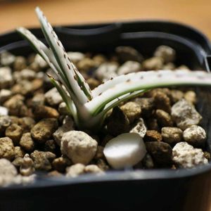 アガベ,氷山,アガベ 氷山,アガベ チタノタ スナグルトゥース,悔いはないの画像