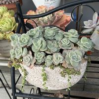 ミセバヤ,ミニバラ,シレネ・ユニフローラ,ビオラ ミルフル,ラブリーローズの画像