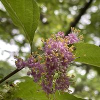 ムラサキシキブ,紫式部,オケラ.,オケラの花後,山野草の画像