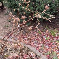 イボタノキ,イボタノキ,ラミウム,ラミウム,レンゲショウマの画像