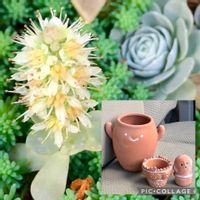 子持ち蓮華,明幸園,買物メモ,明幸園  魚住店の画像