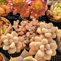 だるま秀麗,タニラー,ぷくぷく多肉の画像