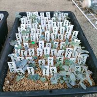 多肉植物,葉挿し,エケベリア属,成長記録の画像