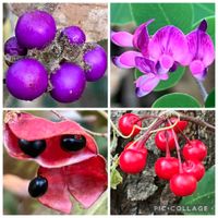 ハギ,ヤブムラサキ,今日の一枚,GSのみなさんに感謝♡,今日のお花の画像