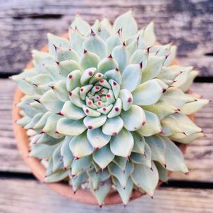 原種ザラゴーサ,多肉植物,鉢植え,エケベリア属,花芽の画像