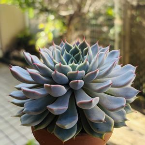 多肉植物,鉢植え,エケベリア属,花芽,ネコ好きの画像