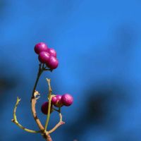 ムラサキシキブ,可愛い実,今日のお花,温泉県大分♨️,愛しの紫の画像