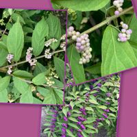 ムラサキシキブ,リトープス,ビオラ,クリスタルイエローラビット,サプライズの画像