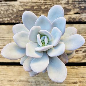 ラウィ,エケベリア ラウイ,多肉植物,鉢植え,エケベリア属の画像