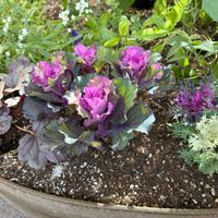 ベロニカ,葉牡丹,葉牡丹,スーパーアリッサム フロスティーナイト,ヒューケラドルチェ シルバーガムドロップの画像