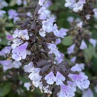 ヒメツルソバ,カラミンサ,ポリゴナム（ヒメツルソバ）,多年草,タデ科の画像