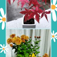 モミジ,小菊,イロハモミジ,ミニ盆栽,いいね❤ありがとうの画像
