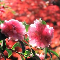 サザンカ,サザンカ,ヤマモミジ,ヤマモミジ,散歩の画像