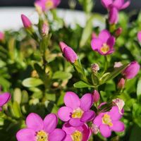 エリゲロン,エリゲロン,ドルフィンネックレス,ドルフィンネックレス,小町リンドウの画像