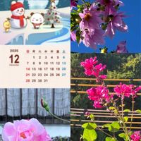 キク,キク,コキア,コキア,皇帝ダリアの画像