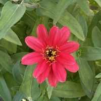 ジニア,ニチニチソウ,サルビア サリーファン,バーベナ ピンクポップ,サルビア・コッキネアの画像