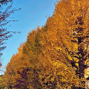花のある暮らし,多肉女子,たまには散歩しようね,何時も通っている陶芸教室の駐車場の銀杏並木とても綺麗の画像