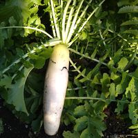 ニラ,ニラ,ニラ,大根,ダイコンの画像