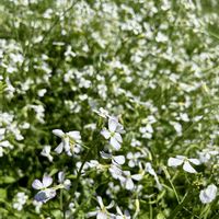 ダイコン,ハツカダイコン,カイワレダイコン,花壇,白い花の画像