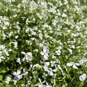 ダイコン,ハツカダイコン,カイワレダイコン,花壇,白い花の画像