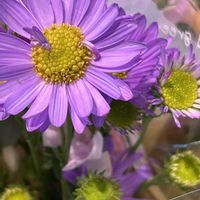 オモト,リュウノヒゲ,オモト(万年青),万年青(おもと),ボンザ マーガレットの画像