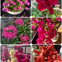 オキザリス,ストック,火祭り,ダイヤモンドリリー,ネリネ(ダイヤモンドリリー)の画像