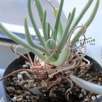 ダドレア,タニラー,ダドレア属,その他部屋の画像