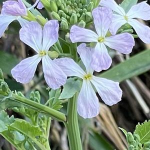 パンジー ベール,パンジー ベール,パンジー　アルバルーチェ,パンジー　アルバルーチェ,寄せ植えの画像