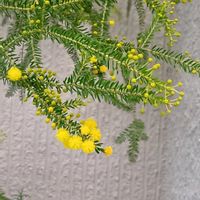 ミモザ,かわいい,可愛い,ビタミンカラー,黄色い花の画像