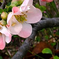 ウインターコスモス,キク,ボケ,マユミ,大根の画像