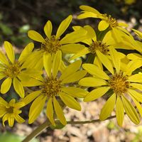 イチョウ,ヤマモミジ,ツワブキの花,野鳥（ヤマガラ）,ヤツデの 花の画像