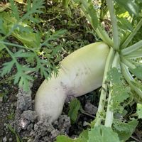 ニンジン,大根,ヨウシュヤマゴボウ,ツリガネニンジン,ノラニンジン（野良人参）の画像