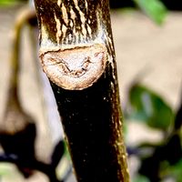 ナス,植栽,ナス科,冬芽,シュミラクラ現象の画像