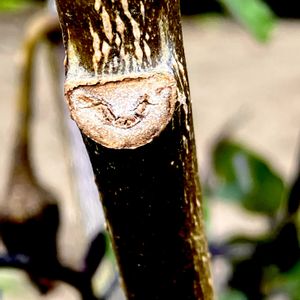 ナス,植栽,ナス科,冬芽,シュミラクラ現象の画像