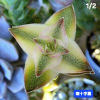 星の王子,南十字星,クラッスラ 星の王子,クラッスラ属,植物男子ベランダーの画像