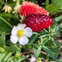 ワイルドストロベリー,野菜,ヒヨドリジョウゴ,ダイコン,ヒメジョオンの画像