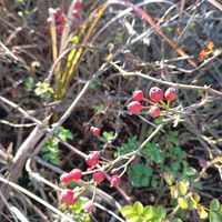 ノイバラ,ノイバラ,ハマゴウ,ハマゴウ,赤い実の画像