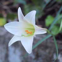 テッポウユリの画像