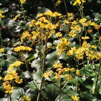 サザンカ,サザンカ,ツワブキ,ツワブキ,マツの画像