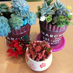 多肉植物,多肉寄せ植え,多肉の植え替え,多肉男子の画像