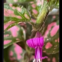 ヒポエステス,葉挿し,花のある暮らし,お花大好き♡,ピンクワールドへ ようこその画像