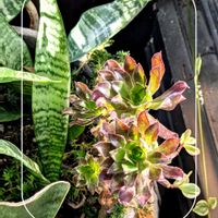 コダカラソウ,サンスベリア,黒法師,多肉植物,ガーデニングの画像